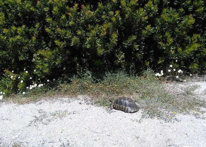 Casa Marina Maria Daire