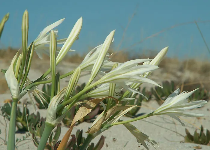 Casa Marina Maria * Murta Maria